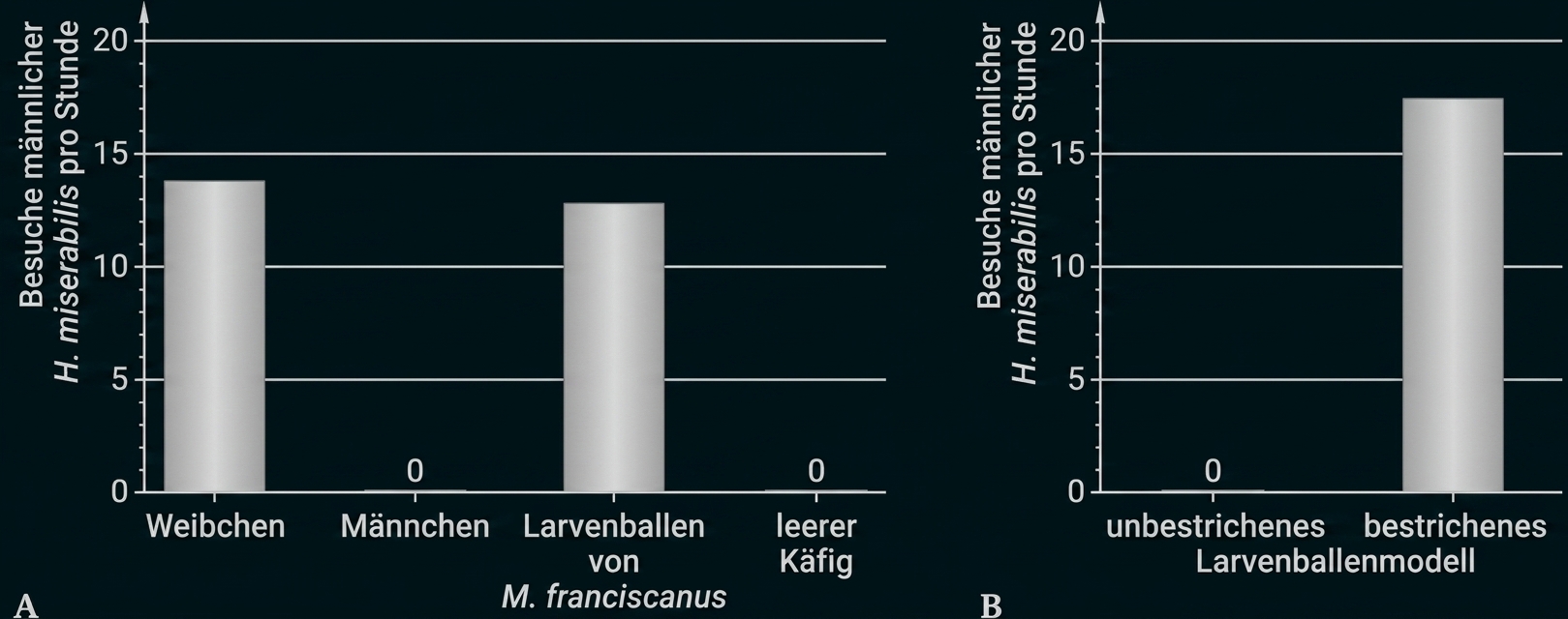 Balkendiagramm zu Besuchen männlicher H. miservis pro Stunde in verschiedenen Käfig- und Larvenballenmodellen.